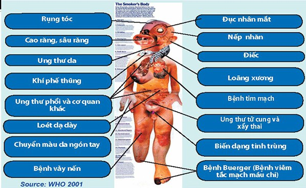 tác hại của thuốc lá trên cơ thể người.
